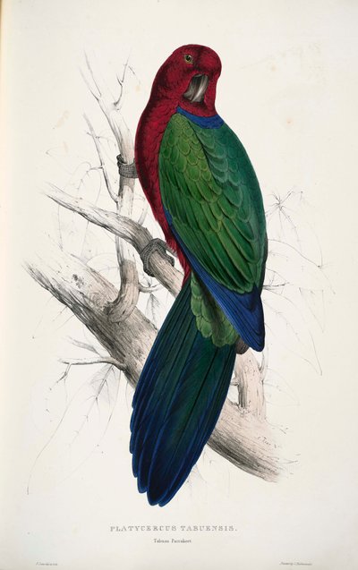 Prosopeia tabuensis von Edward Lear